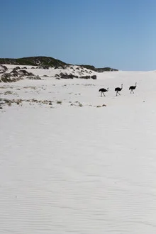 Photo art by Friederike Lenz: three ostriches in the sand under a blue sky