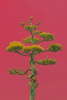 Photo art by Michael Belhadi: vibrant plant capture from Mexico