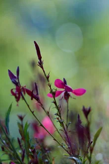 Photo art by Doris Berlenbach-Schulz: delicate flowers in a garden with soft colors.