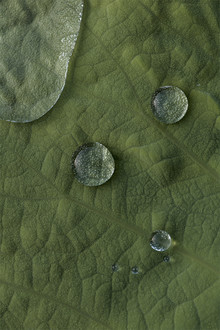 Studio Na.hili, Lotus Water Drops (Thailand, Asia)