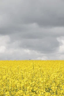 Gray and yellow fields under a cloudy sky, serene summer landscape.