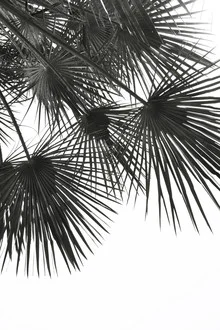 Fotokunst von Studio Na.hili: Palmenblätter im Wind in Schwarzweiß