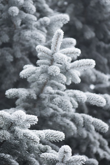 Studio Na.hili, Winter Forest