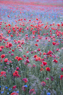 Studio Na.hili, Poppy Seed Heaven - Deutschland, Europa)