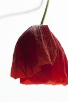 Fotokunst von Studio Na.hili: zartes Kleid mit Mohnblumen-Muster in sanften Farben