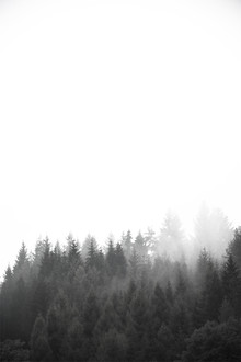 Studio Na.hili, Walk through the forest