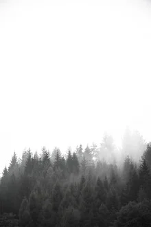 Fotokunst von Studio Na.hili: verwunschene Waldlandschaft im Nebel