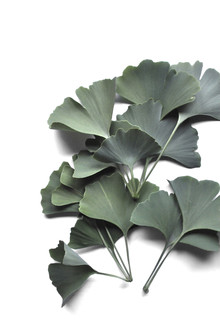 Studio Na.hili, Ginkgo Biloba