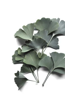 Stillleben mit Ginkgo Biloba: sanfte Farben und harmonische Komposition