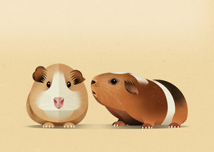 Dieter Braun, Guinea Pigs