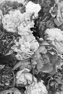 Fotokunst mit zarten rosa Pfingstrosen in sanften Farben und harmonischer Komposition.