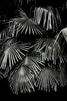 Fotokunst mit Palmenblättern in einem tropischen Garten, sanfte Farben und entspannte Stimmung.