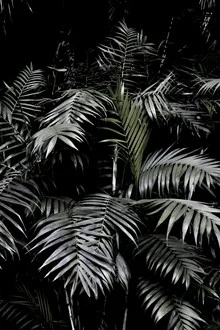 Fotokunst mit üppigen Palmenblättern, die ein tropisches Gartengefühl vermitteln.