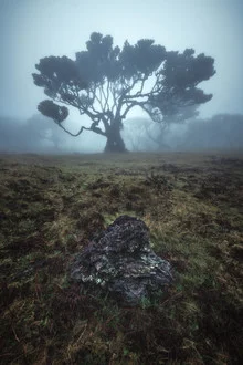 Fotokunst von Jean Claude Castor: Nebel umhüllt den Lorbeerwald von Madeira.
