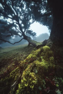 Fotokunst von Jean Claude Castor: Nebelwald in Madeiras Lorbeerwald
