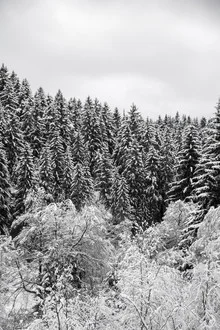 Fotokunst: Winterwald mit schneebedeckten Baumkronen und frostigem Licht.