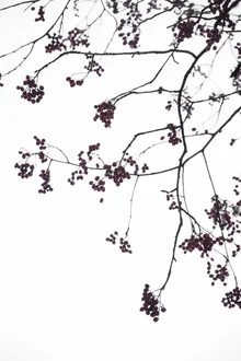 Fotokunst von Studio Na.hili: Vögel auf einem Ast mit Beeren, ruhige botanische Stimmung