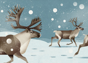 Dieter Braun, Reindeer