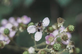 Photo art by Lukas Gleich: delicate blackberry flower in soft green.