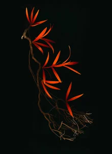 Photo art by Ramona Reimann: a delicate composition of flowers against a dark background.