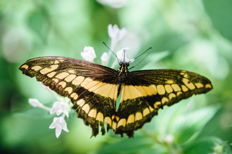 Peter Wey, Emperor Swallowtail butterfly Papilio ophidicephalus (Switzerland, Europe)