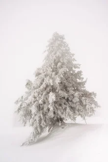 Snow covered tree in thick fog, winter mood in Switzerland