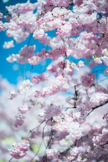Photo art by Peter Wey: pink cherry blossom tree in spring, soft focus