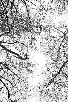 Fotokunst: Äste ragen in den Himmel und erzeugen eine ruhige Atmosphäre
