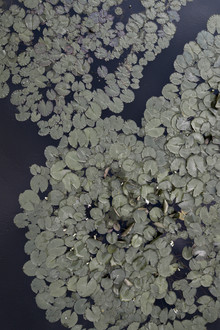 Studio Na.hili, Water Lily Garden