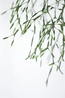 Fotokunst von Studio Na.hili: stilvolle grüne Pflanze in minimalistischer Komposition