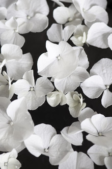 Studio Na.hili, White beauty on black