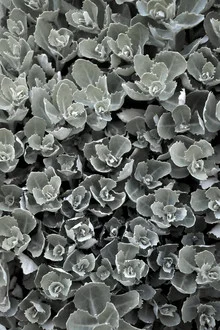 Fotokunst von Studio Na.hili: kühles, minimalistisches Feldmotiv mit einem Wassertropfen