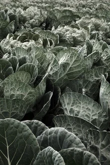 Detailaufnahme von frischem Kohl in einer ruhigen Küchenumgebung