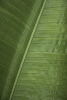Minimalistisches Fotokunstwerk mit einer grünen Banane auf hellem Hintergrund