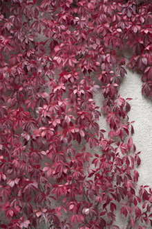 Studio Na.hili, Beauty of Autumn