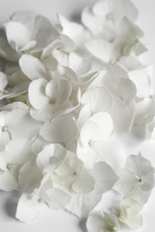 Studio Na.hili, White Beauty