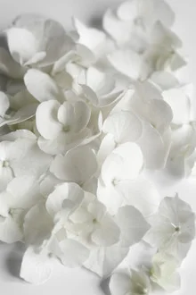 Photo art by Studio Na.hili: white blossoms in soft tones radiating elegance