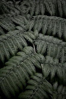 Photo art by Studio Na.hili: tropical garden with lush greenery and plants.