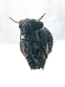 Scottish highland cattle in winter, soft colors and a calm atmosphere.