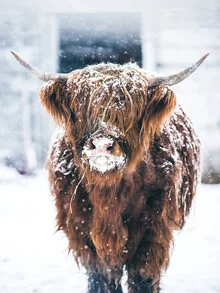 Brown highland cattle in winter, gentle atmosphere in a snowy landscape