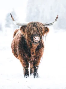 Brown cow with horns in the snow, conveying a sense of calm.