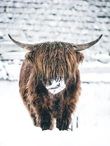 Galloway ox in the snow, peacefully situated in a winter landscape
