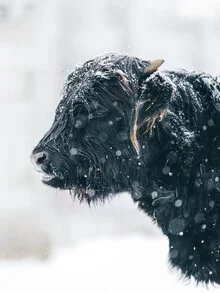 Schwarzes Hochlandrind im Schnee, friedlich und entspannt, umgeben von winterlicher Landschaft.
