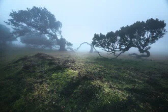 Photo art by Jean Claude Castor: misty forest with laurel trees in Madeira