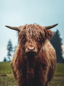 Galloway ox on a green meadow in Austria, peaceful and natural setting.