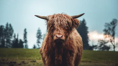 Galloway ox on a green meadow in Austria, calm rural scene.