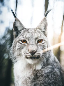 Portrait of a lynx in the forest, soft colors and a natural setting.