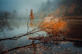 Photo art: Tree in autumn with colorful leaves and a calm atmosphere.