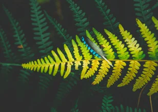 Photo art by Jakub Wencek: a lost feather in a green setting