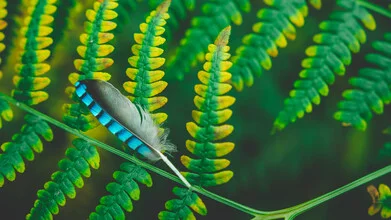 Photo art by Jakub Wencek: feather on green fern leaf in the forest